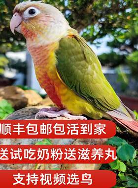 小太阳鹦鹅活鸟半毛凤梨黄边绿颊和尚蓝胖断奶亲人幼雏鸟专用奶粉