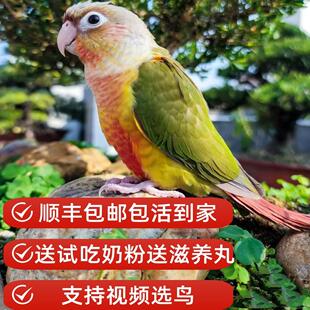 小太阳鹦鹅活鸟半毛凤梨黄边绿颊和尚蓝胖断奶亲人幼雏鸟专用奶粉