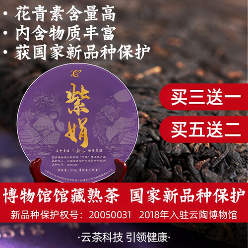 云茶科技2024母本紫娟普洱茶熟茶