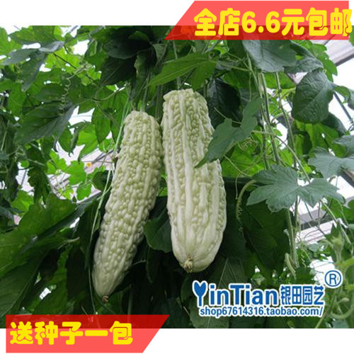 银田种业蔬菜种子 白苦瓜种子  精选优质苦瓜种子   满6.6元包邮在类目 农用物资, 种子/种苗, 蔬菜种子中 - 来自Buy2taobao.com提供专业的淘宝代购服务
