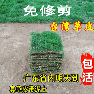 草坪草皮真草马尼拉真草皮带泥土庭院绿化低矮型台湾百慕大真草坪