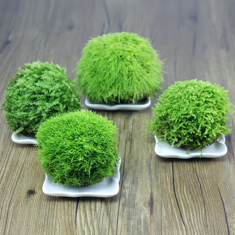 苔藓微景观植物润生苔藓