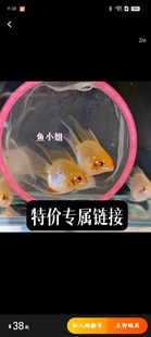 限时特价金波子蓝波子凤凰球