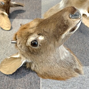 真皮毛鹿头壁挂鹿头不带鹿角多种规格梅花鹿鹿头皮毛一体带背板
