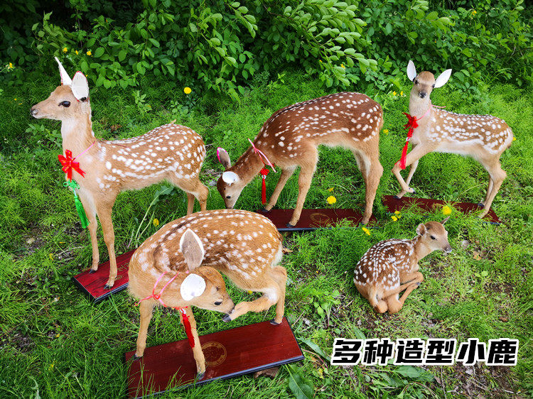 站立标本鹿小鹿鹿皮毛整张皮子泡沫填充梅花鹿标本65-70高鹿娃娃
