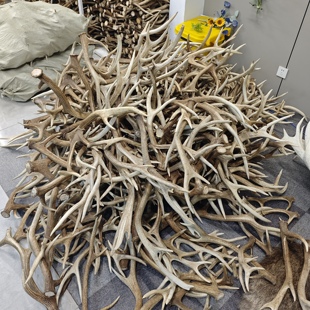 正宗国内梅花鹿鹿角真鹿角整枝断枝新角熬胶原料打粉入药桌面摆件