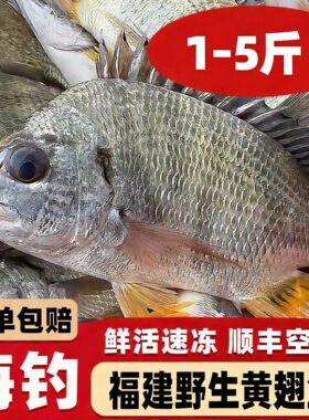 【顺丰空运】大黄翅鱼黄立鱼新鲜海捕海鲜水产鲜活冷冻黄赤黄鳍鲷