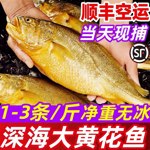 【顺丰空运】海捕大黄花鱼新鲜冷冻生鲜水产冰鲜海鱼小黄鱼黄鱼鲞