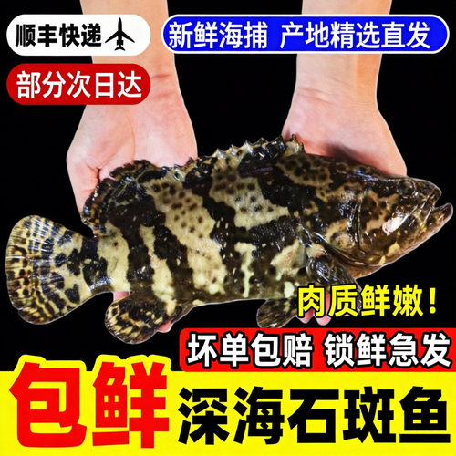 【顺丰到家】石斑鱼新鲜冷冻老虎斑深海捕捞龙胆珍珠龙趸海鱼海鲜