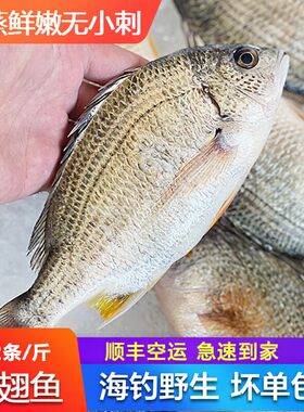 【顺丰空运】大黄翅鱼黄立鱼新鲜海捕海鲜水产鲜活冷冻黄墙黄脚立