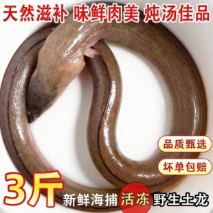 【顺丰到家】正宗食蟹豆齿鳗龙本港土龙鳗鱼杜龙现捕鲜冷冻高品质