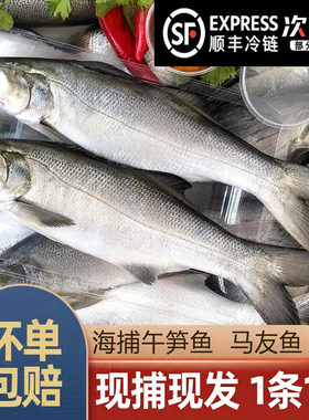 【顺丰空运】马友鱼午笋鱼新鲜海捕海鱼冷冻海鲜水产大午鱼午仔鱼
