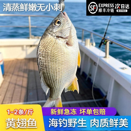 【顺丰到家】大黄翅鱼黄立鱼新鲜海捕海鲜水产鲜活冷冻黄赤黄鳍鲷