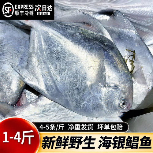 【顺丰到家】银鲳鱼特大深海新鲜海鲜冷冻深海白鲳鱼平鱼昌鱼水产