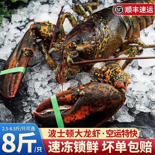 【顺丰到家】波士顿大龙虾生冻波斯顿龙虾新鲜水产速冻海鲜大波龙
