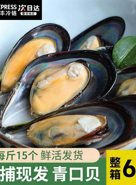 【顺丰空运】鲜活青口贝特大新鲜大海虹淡菜野生贻贝海鲜贝类水产