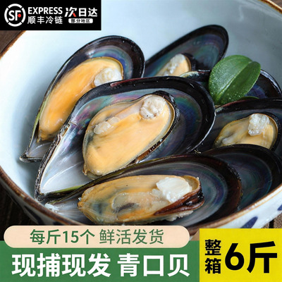 【顺丰到家】鲜活青口贝特大新鲜大海虹淡菜野生贻贝海鲜贝类水产