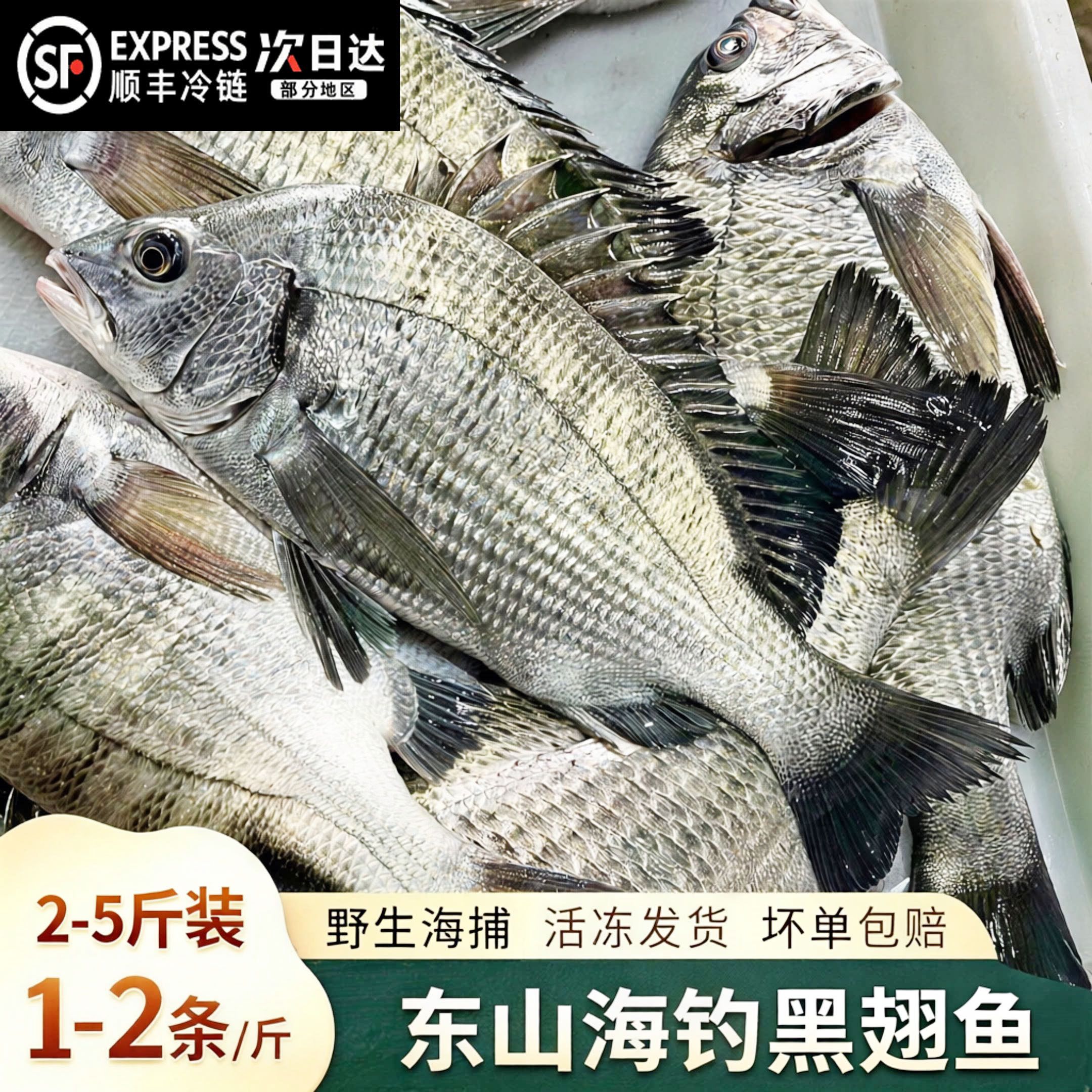 【顺丰到家】冷冻海钓黑鲷鱼海捕黄脚立黑包公鱼海鲜水产  黑鳍鲷