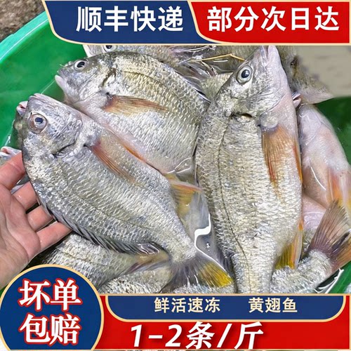 【顺丰到家】黄翅鱼东山岛海捕新鲜活冻黄鲷鱼黄鳍鲷黄脚立黄立鱼