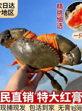 【顺丰空运】福建东山岛特大红膏野生青蟹鲜活红鲟母蟹猷蠓礼盒装