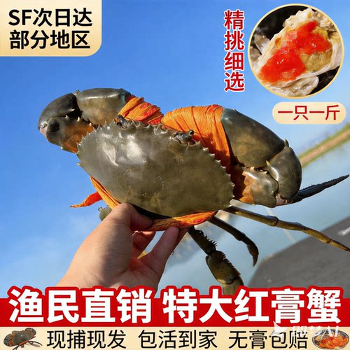 【顺丰空运】福建东山岛特大红膏野生青蟹鲜活红鲟母蟹猷蠓礼盒装