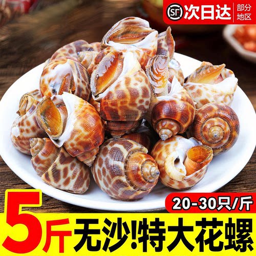 【顺丰到家】花螺鲜冻新鲜海螺特大号水产鲜活鲜冻冷冻东风螺贝类