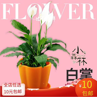 白掌花苗家居桌面盆栽水培植