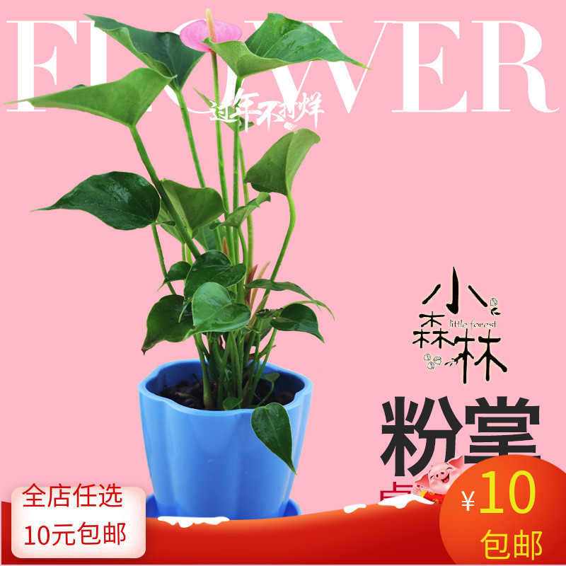 粉掌花苗家居桌面阳台盆栽观花