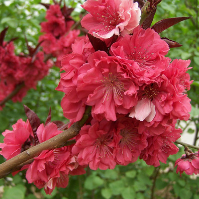 红花桃紫叶碧桃树苗庭院别墅桃花