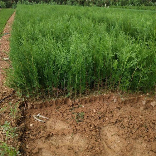 侧柏树苗扁侧柏树松柏小苗