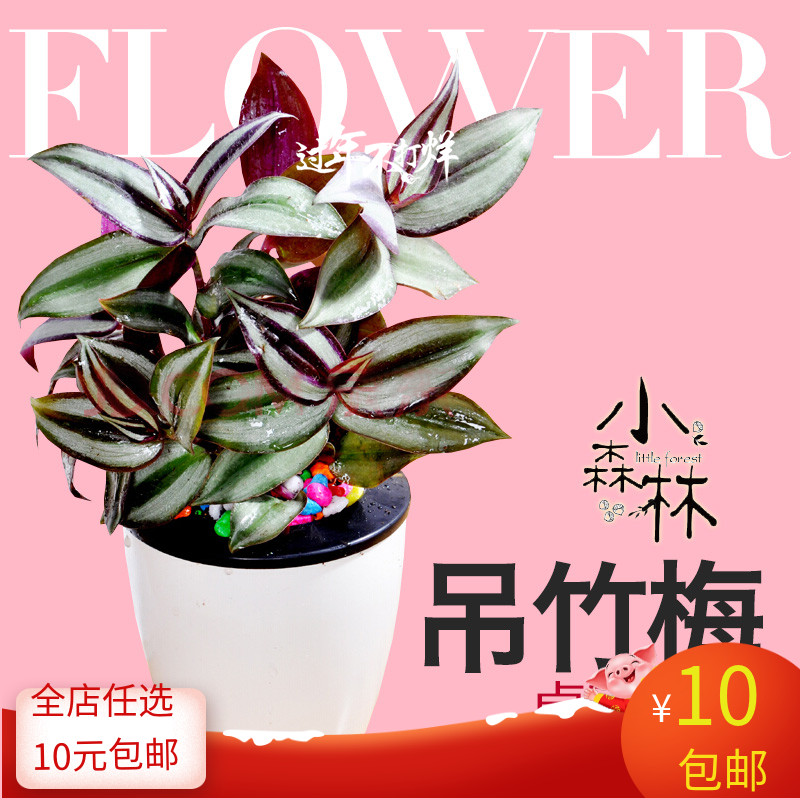 吊竹梅花苗家居桌面盆栽观叶植物