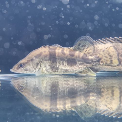 大眼鳜鱼活体苗包邮淡水桂花鱼肉食溪流凶猛原生不加温冷水观赏鱼