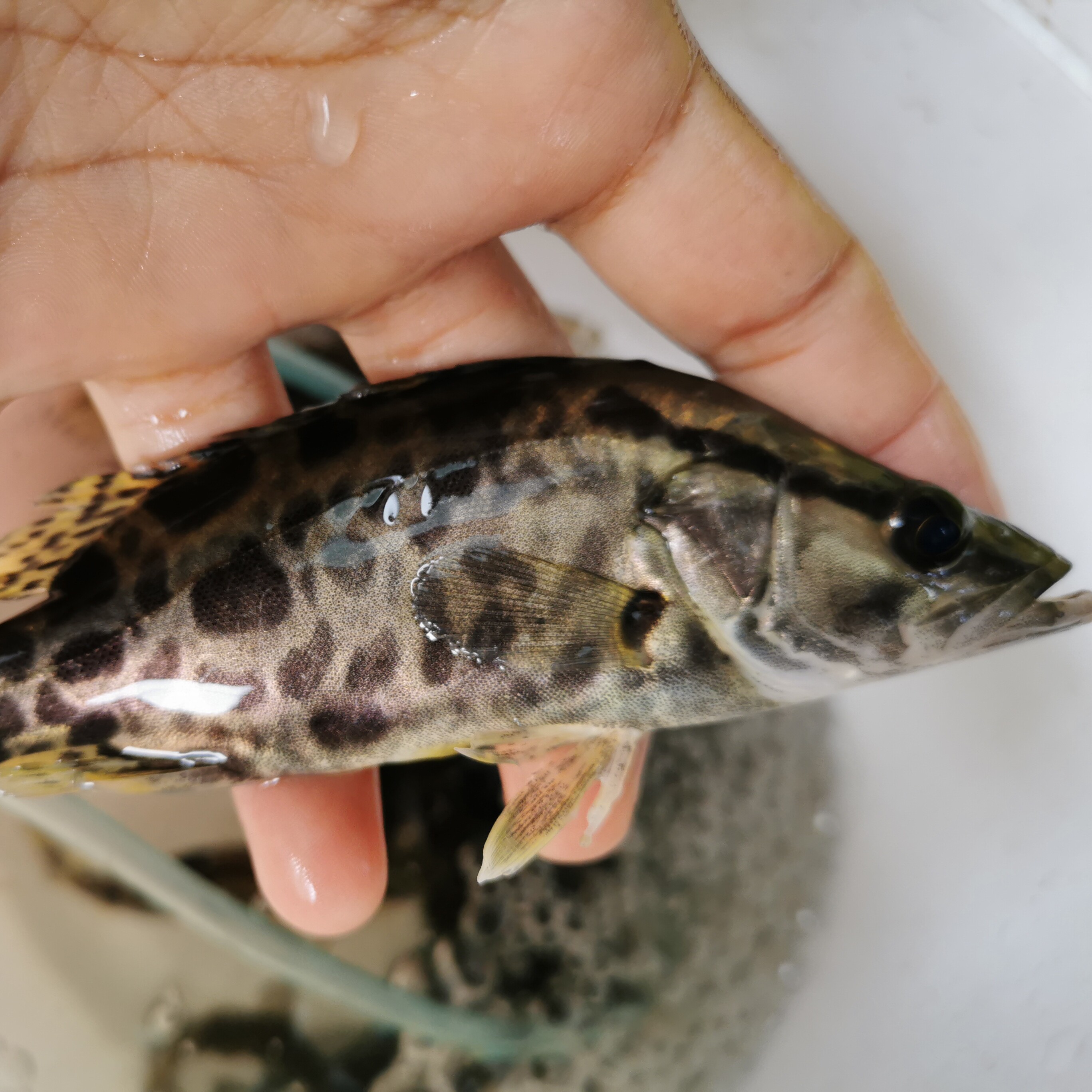 大眼鳜大眼鳜活体大眼鳜苗鳜鱼苗鳜鱼活体凶猛鱼原生鱼冷水观赏鱼