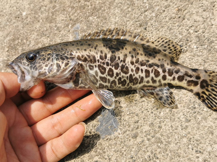 斑鳜鱼苗原生溪流老虎鱼圆桶鳜桂花鱼凶猛