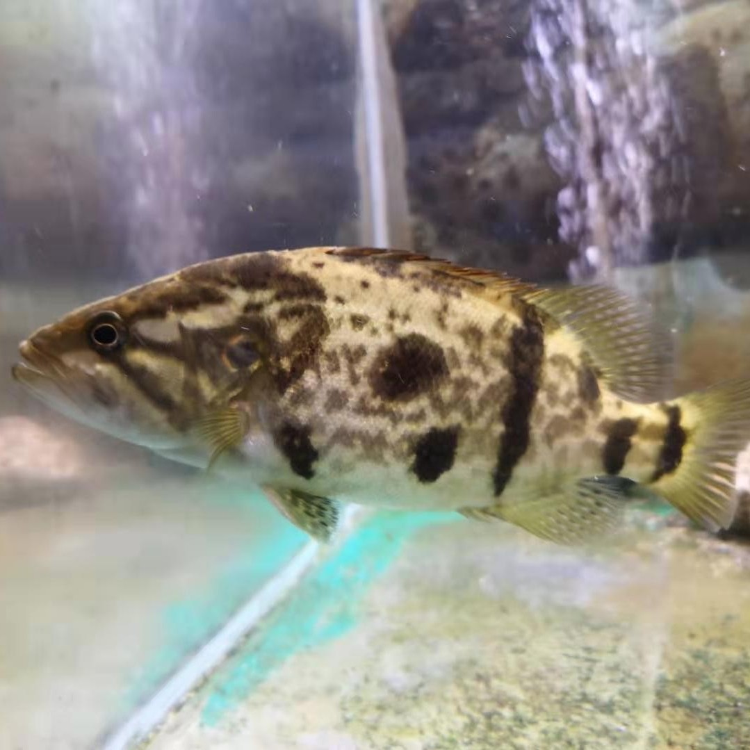 刘氏白头鳜原生冷水鱼观赏淡水活体凶猛桂花鱼苗最活泼鳜鱼互动好