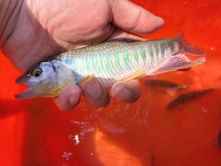马口鱼激流长鳍鱲宽鳍鱲桃花鱼溪流鱼活体鱼苗原生鱼淡水发色群游