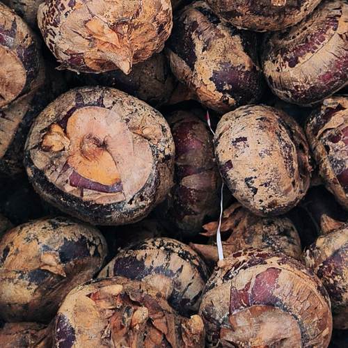 湖南邵东佘田桥茨菇正宗佘田桥光洪村茨菇马蹄荸荠新鲜地栗农家