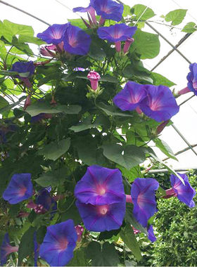 大花爬藤宿根牵牛拱门花园大苗
