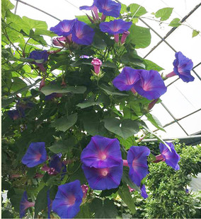 多年生美国大花牵牛花 宿根大花英国花苗 花园阳台拱门爬藤 包邮