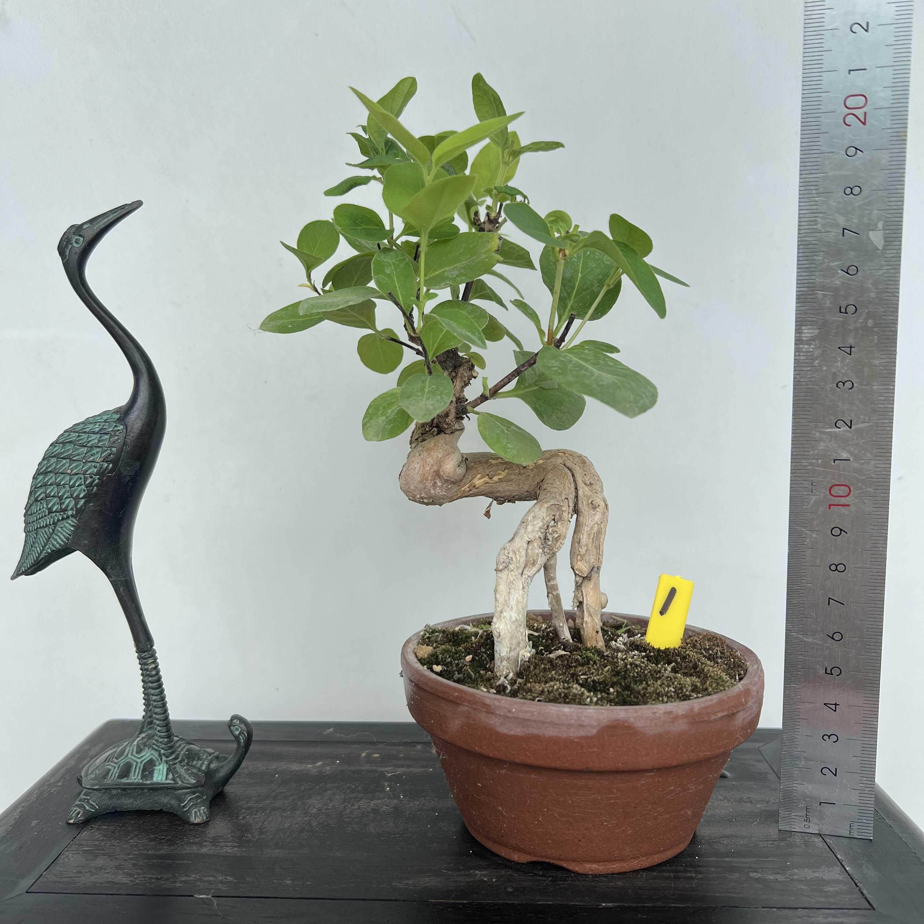 造型精品金银花小老桩