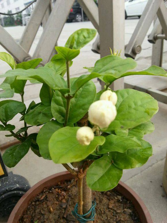 珍品大花型超重瓣菊花茉莉王 茉莉花苗 菊花茉莉 盆栽花卉