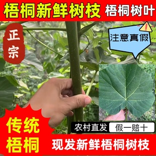 农村梧桐树枝 桐树树枝 桐树叶干 桐树杆 可药用 老梧桐 泡桐