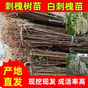山西刺槐小苗槐树树苗行道绿化洋槐花树苗白花刺槐刺槐树苗