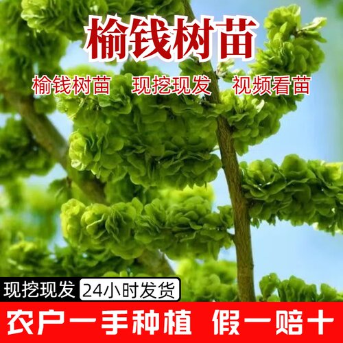 榆树苗榆钱树苗现挖现发庭院