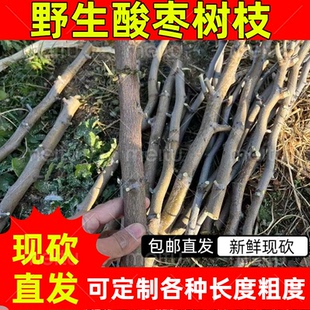 酸枣树枝 农村酸枣树枝 枣树枝 酸枣树干 药用酸枣树枝 野外酸枣