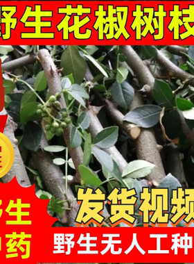 野生药用新鲜花椒枝纯天然花椒树枝花椒木树枝带刺花椒原木磨牙棒