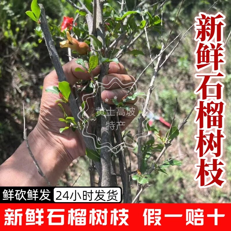 新鲜石榴树枝 石榴树枝 药用树枝现砍现发 老石榴树枝