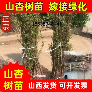 山杏苗优质山杏树苗耐寒耐旱杏树实生苗包邮适宜南北方荒山种植