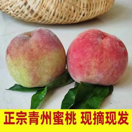 山东青州蜜桃现摘现发脆软两吃