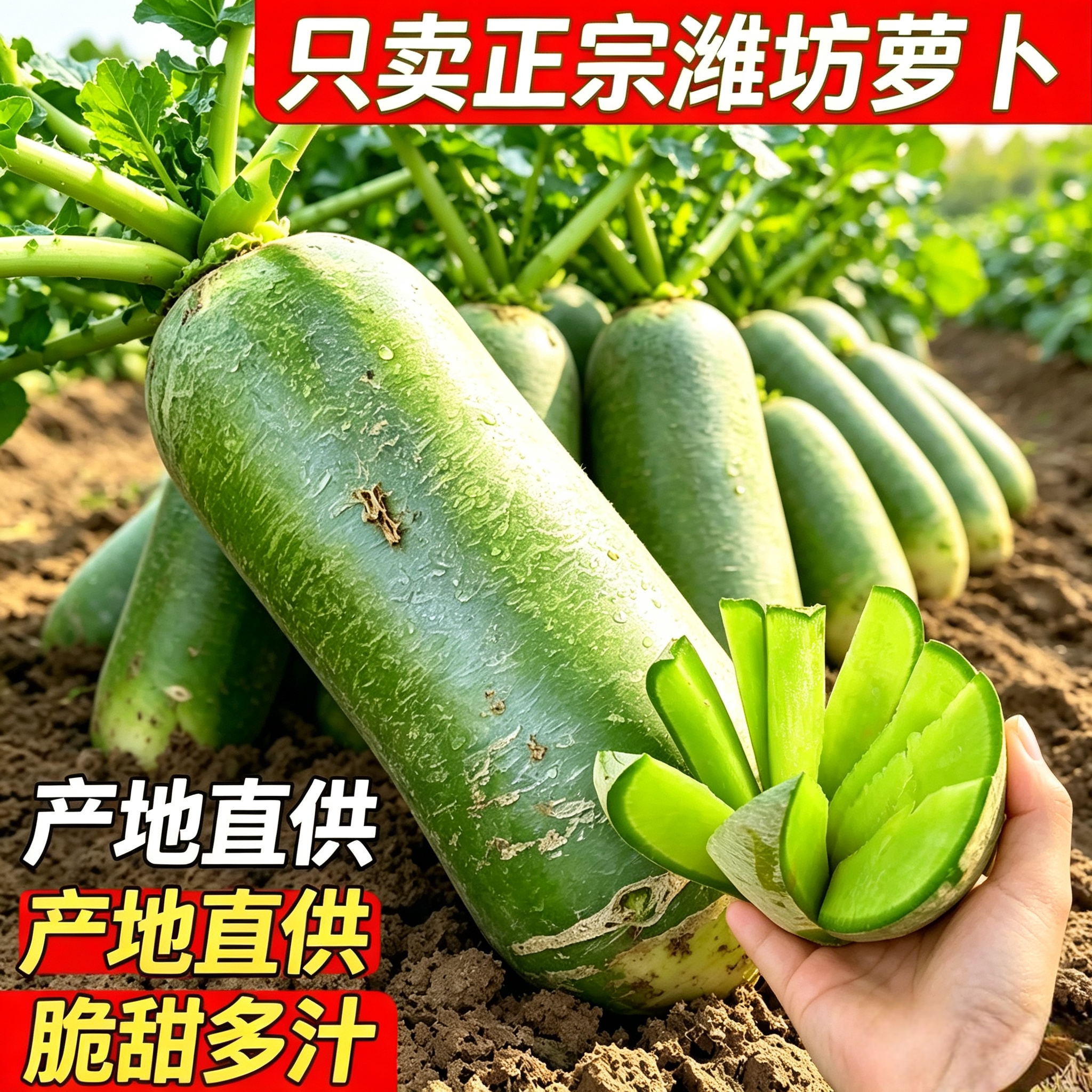 正宗潍坊水果萝卜现挖脆甜生吃